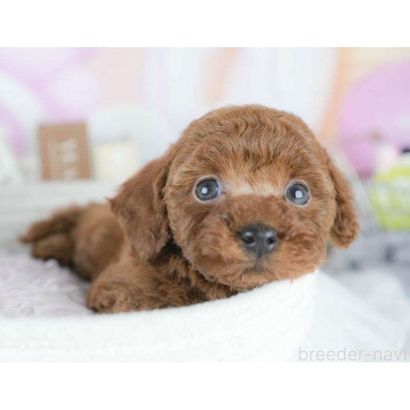 販売中の茨城県のトイプードル-437613の5枚目