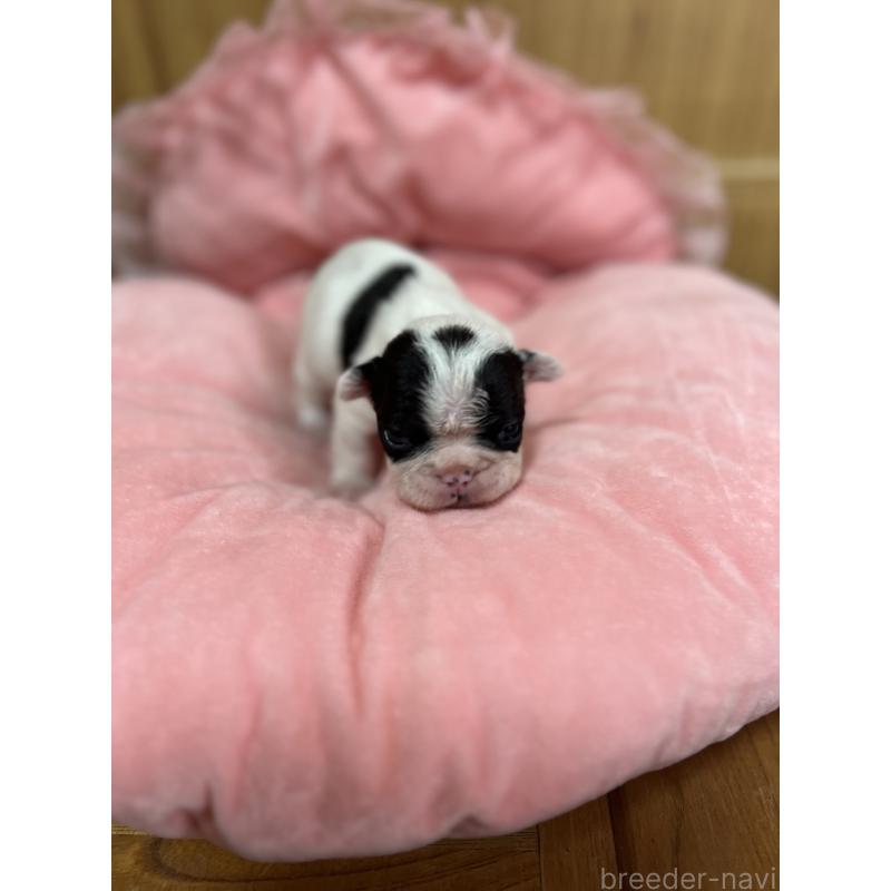 販売中の埼玉県のフレンチブルドッグ-437614の7枚目