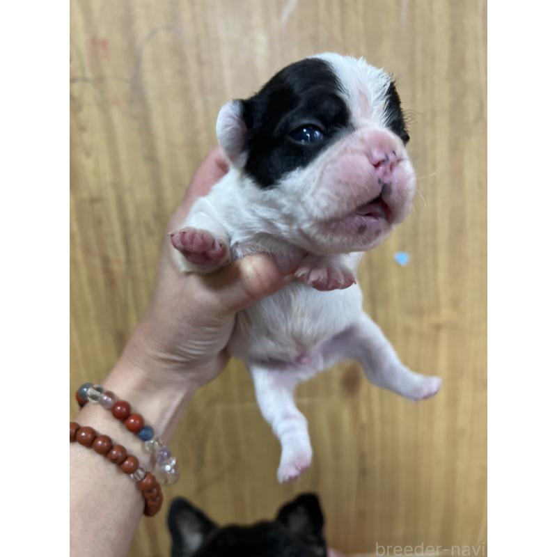 販売中の埼玉県のフレンチブルドッグ-437614の6枚目