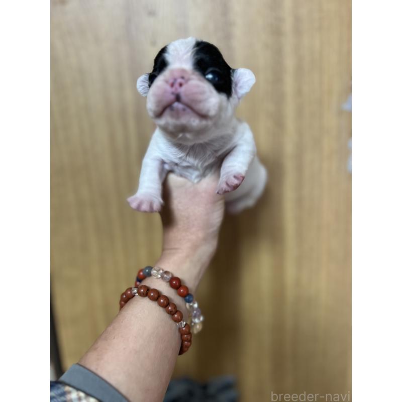 販売中の埼玉県のフレンチブルドッグ-437614の5枚目