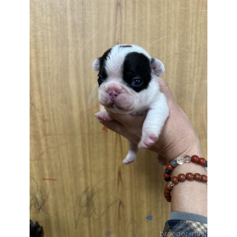 販売中の埼玉県のフレンチブルドッグ-437614の4枚目