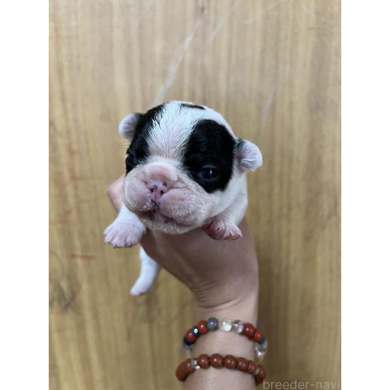販売中の埼玉県のフレンチブルドッグ-437614の3枚目