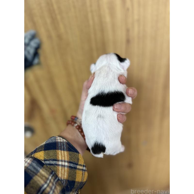 販売中の埼玉県のフレンチブルドッグ-437614の2枚目