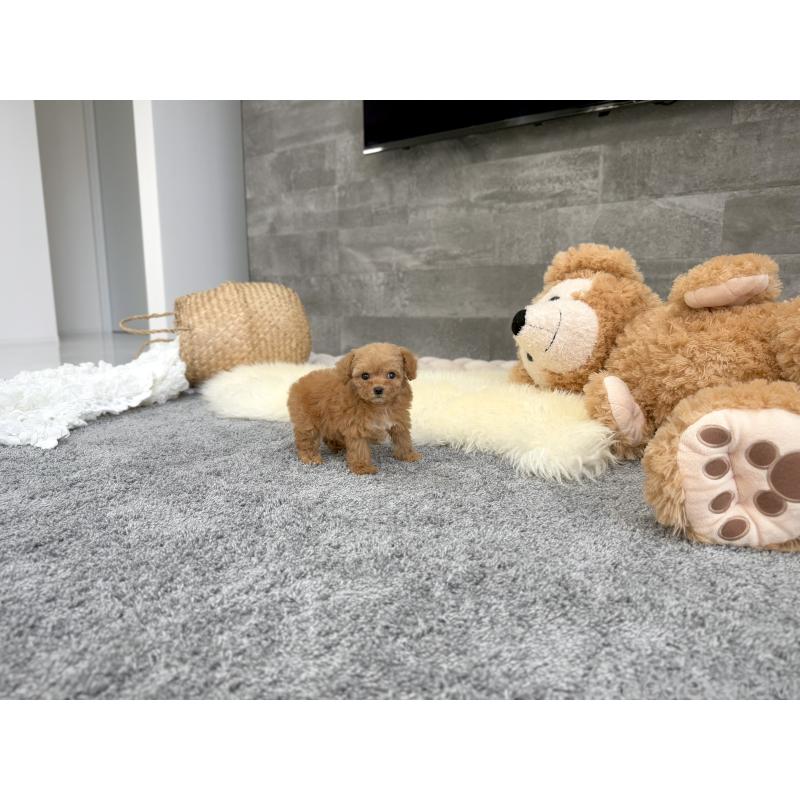 販売中の滋賀県のティーカッププードル-437615の7枚目