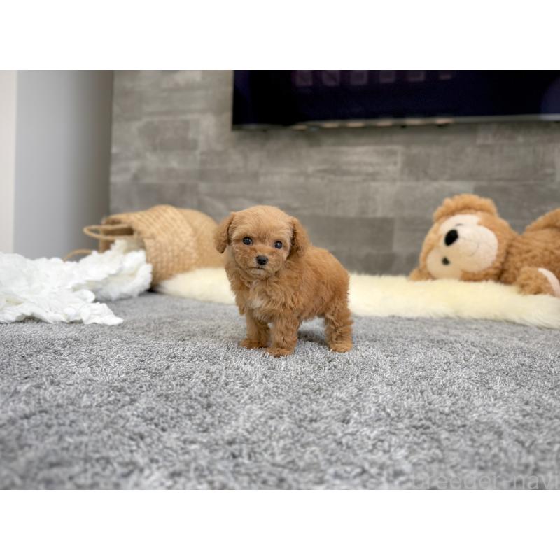 販売中の滋賀県のティーカッププードル-437615の6枚目