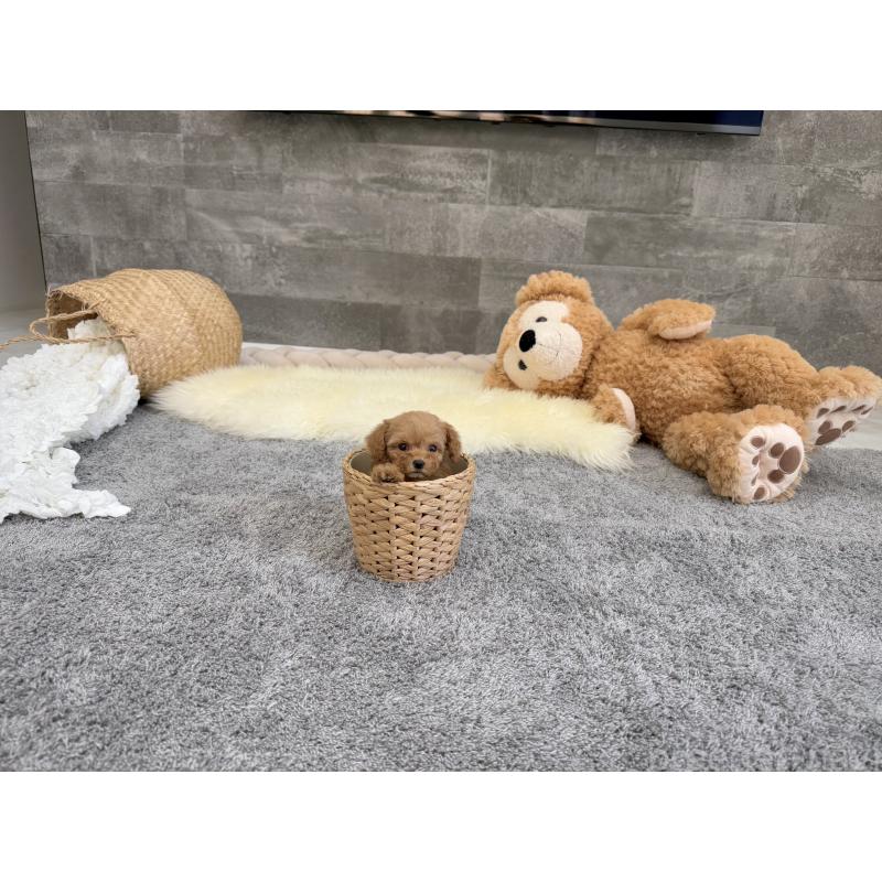 販売中の滋賀県のティーカッププードル-437615の5枚目