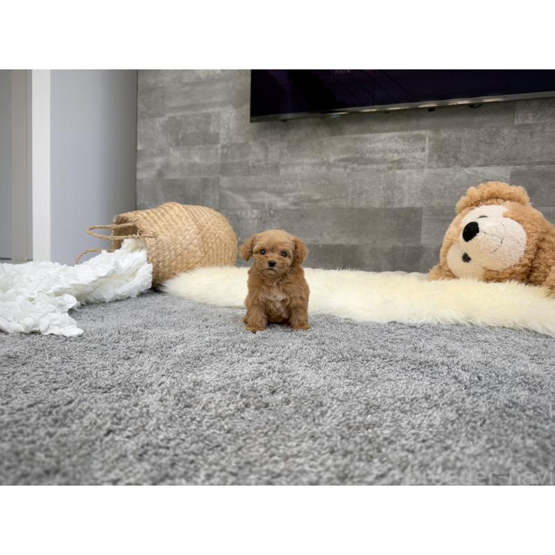 販売中の滋賀県のティーカッププードル-437615の4枚目