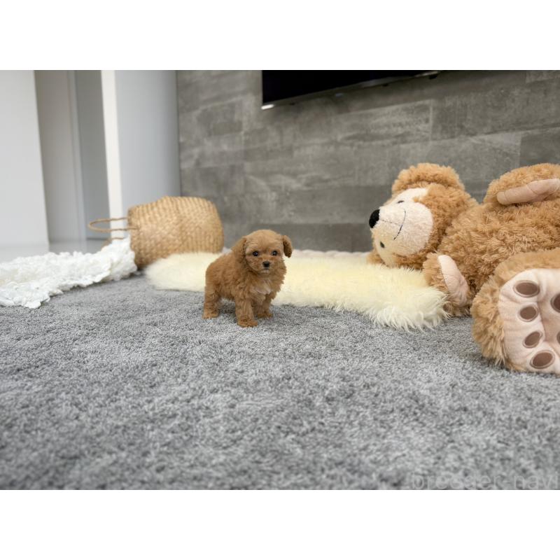 販売中の滋賀県のティーカッププードル-437615の3枚目