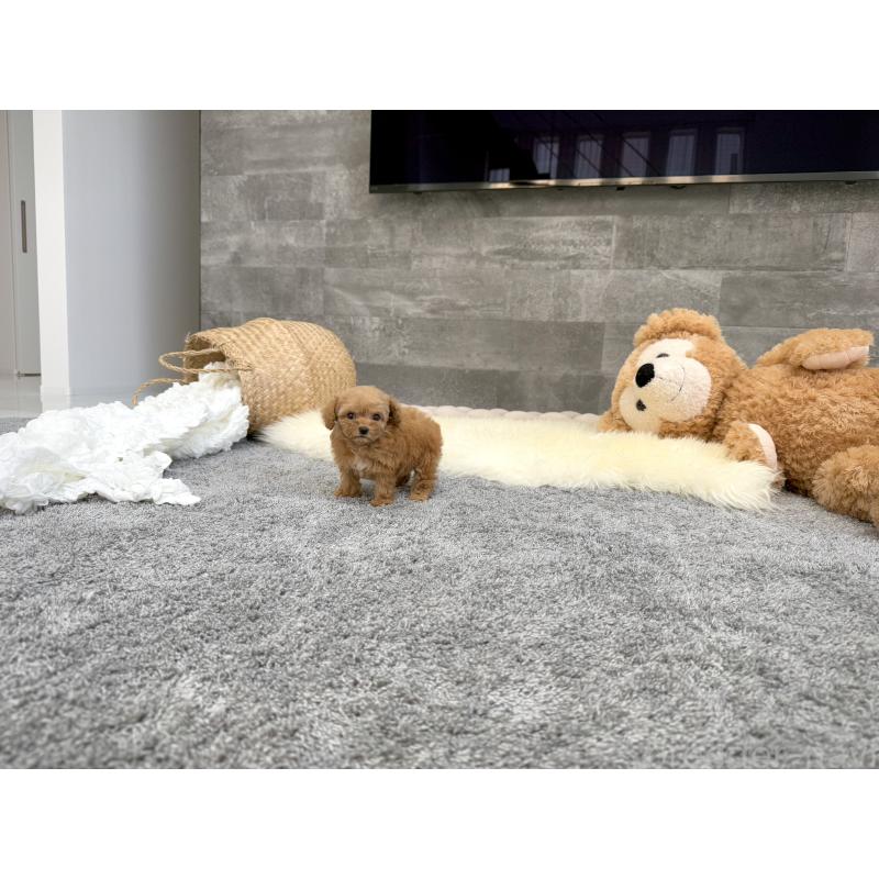 販売中の滋賀県のティーカッププードル-437615の2枚目
