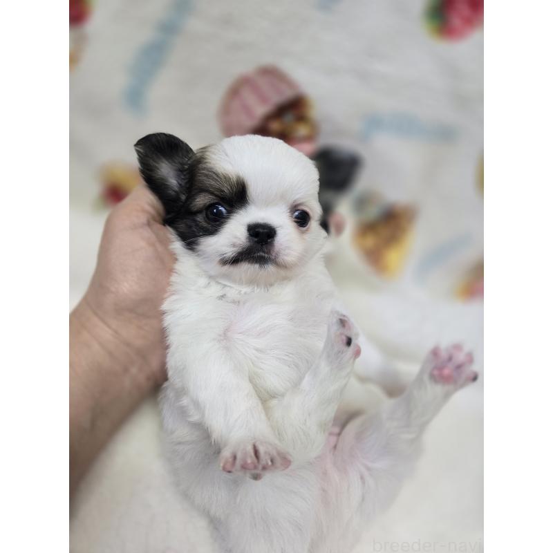 販売中の香川県のチワワ(ロングコート)-437617の19枚目