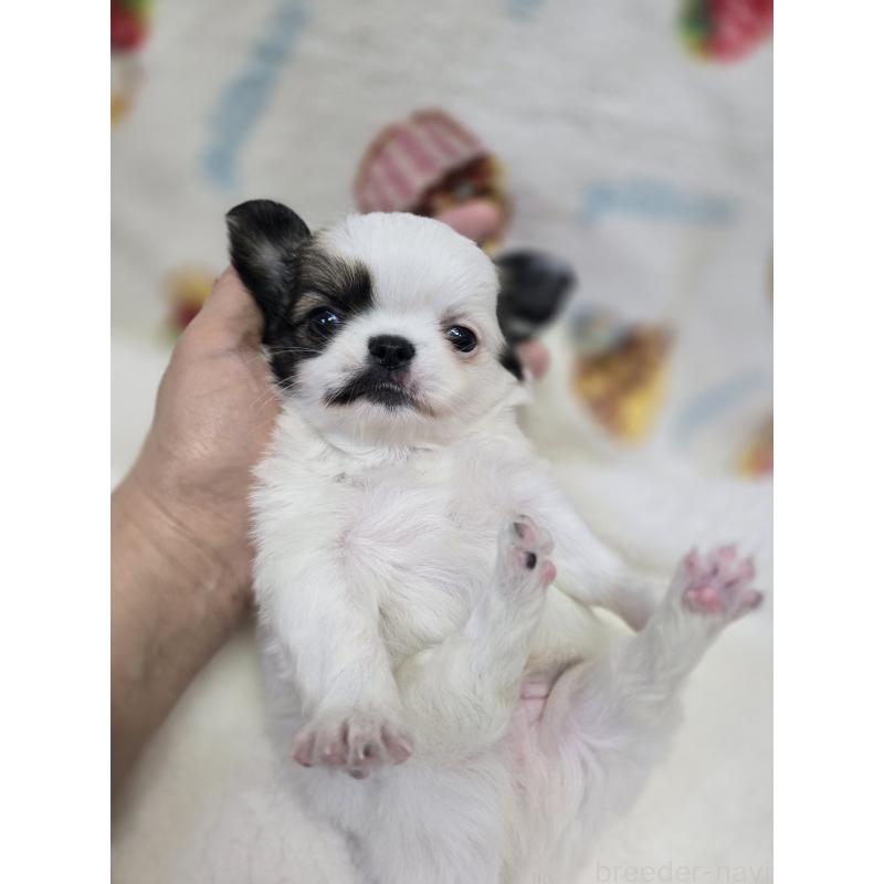 販売中の香川県のチワワ(ロングコート)-437617の18枚目