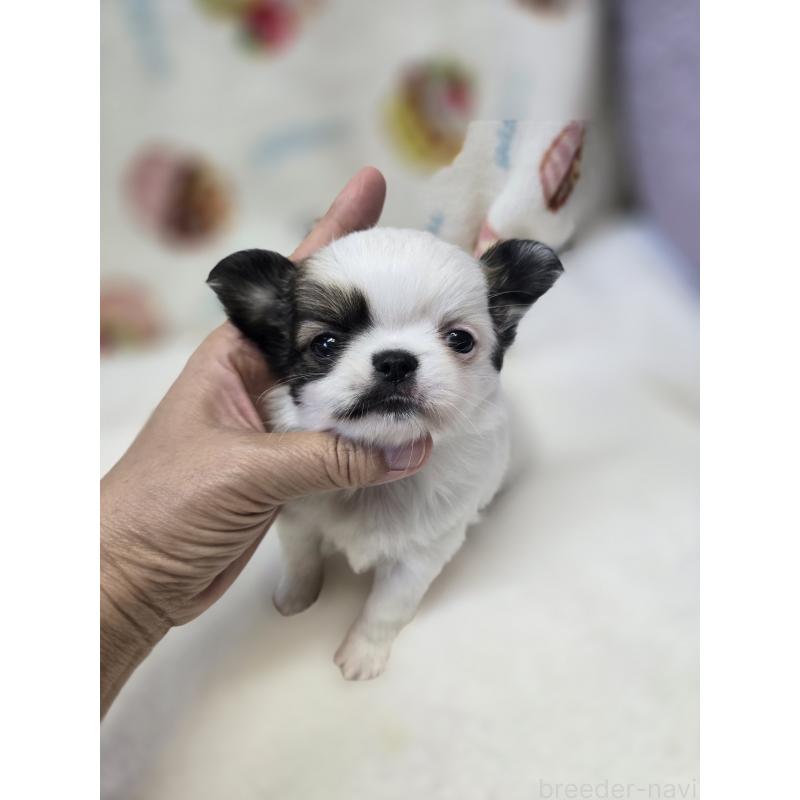 販売中の香川県のチワワ(ロングコート)-437617の17枚目