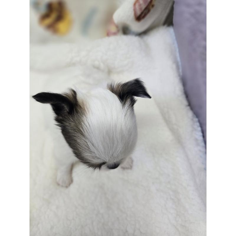 販売中の香川県のチワワ(ロングコート)-437617の15枚目