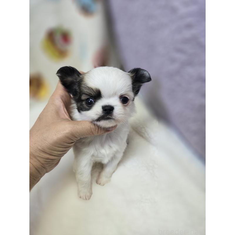 販売中の香川県のチワワ(ロングコート)-437617の14枚目