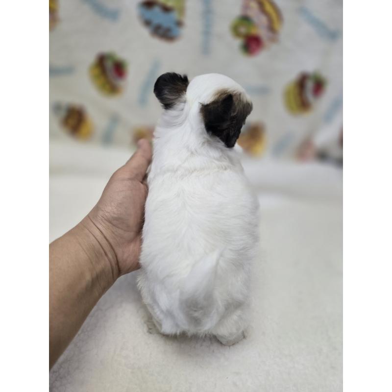 販売中の香川県のチワワ(ロングコート)-437617の13枚目