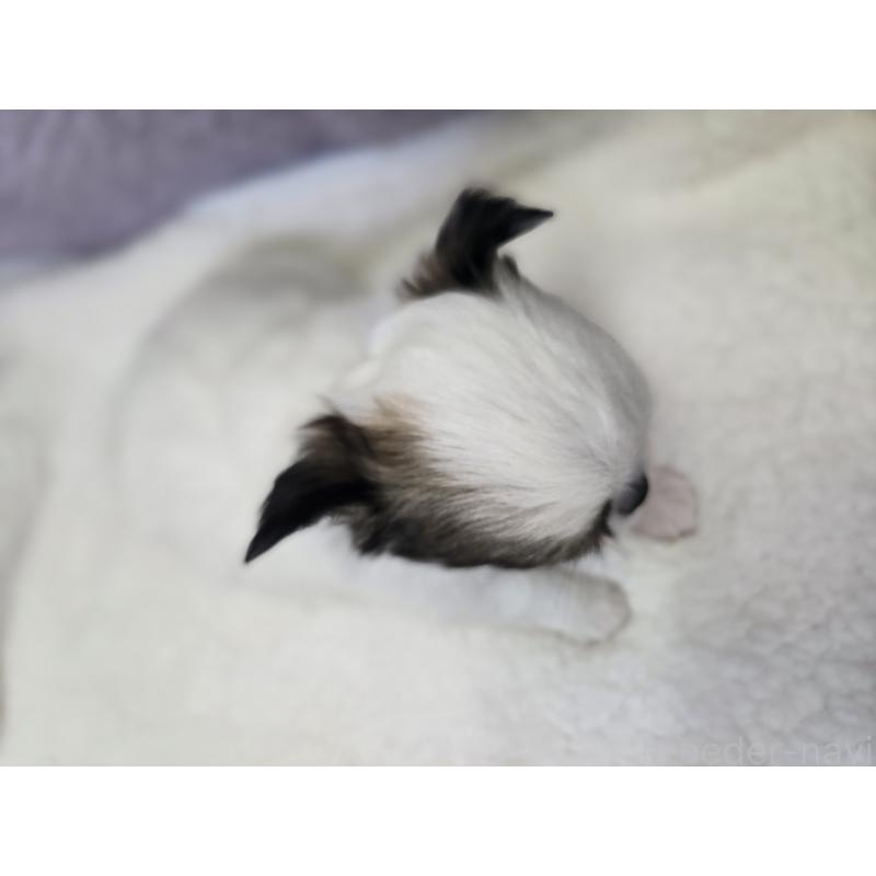 販売中の香川県のチワワ(ロングコート)-437617の12枚目