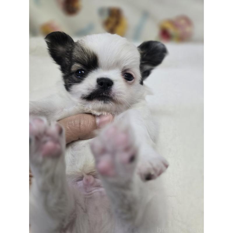 販売中の香川県のチワワ(ロングコート)-437617の11枚目