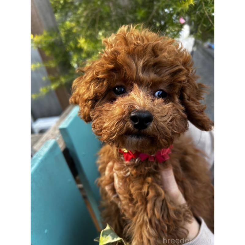 販売中の鹿児島県のトイプードル-437619の14枚目