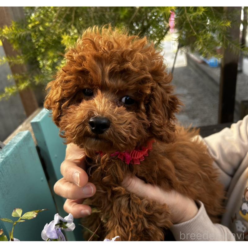 販売中の鹿児島県のトイプードル-437619の12枚目