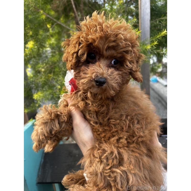 販売中の鹿児島県のトイプードル-437619の11枚目