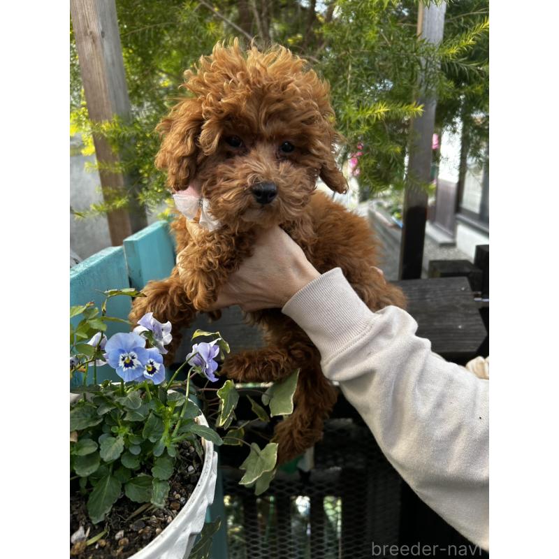 販売中の鹿児島県のトイプードル-437619の10枚目