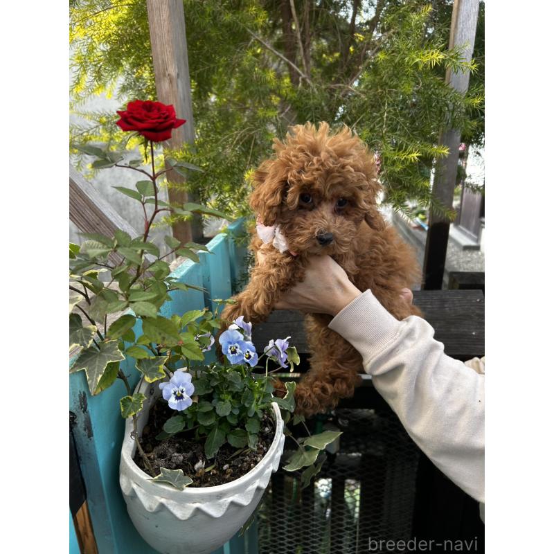 販売中の鹿児島県のトイプードル-437619の9枚目