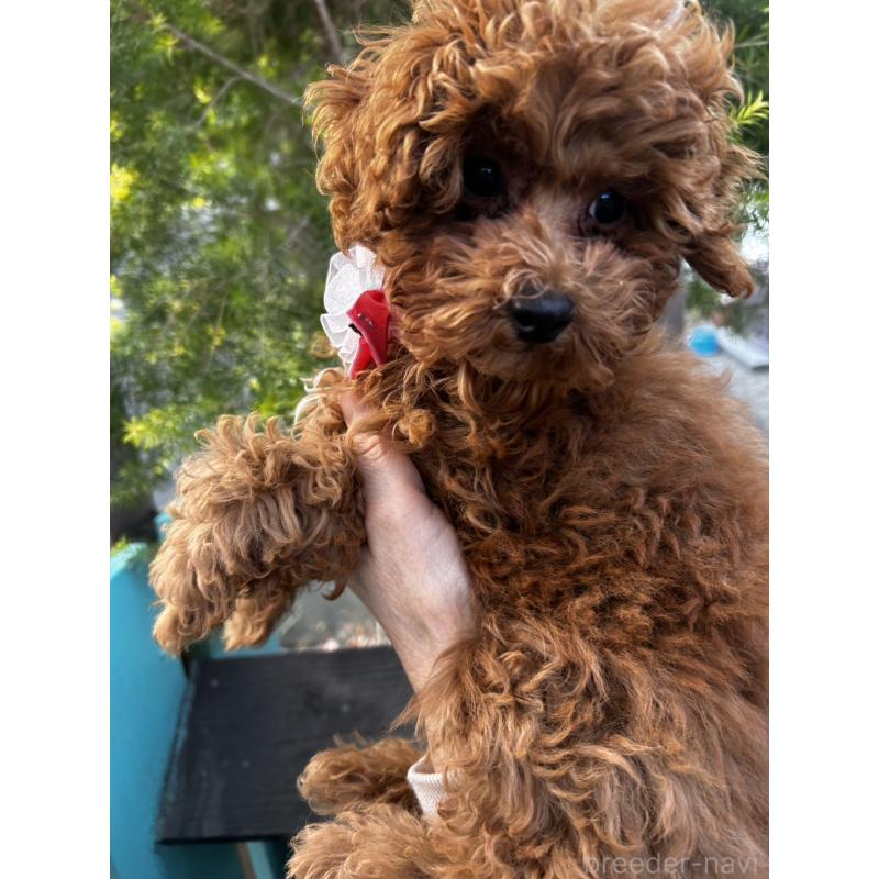 販売中の鹿児島県のトイプードル-437619の8枚目