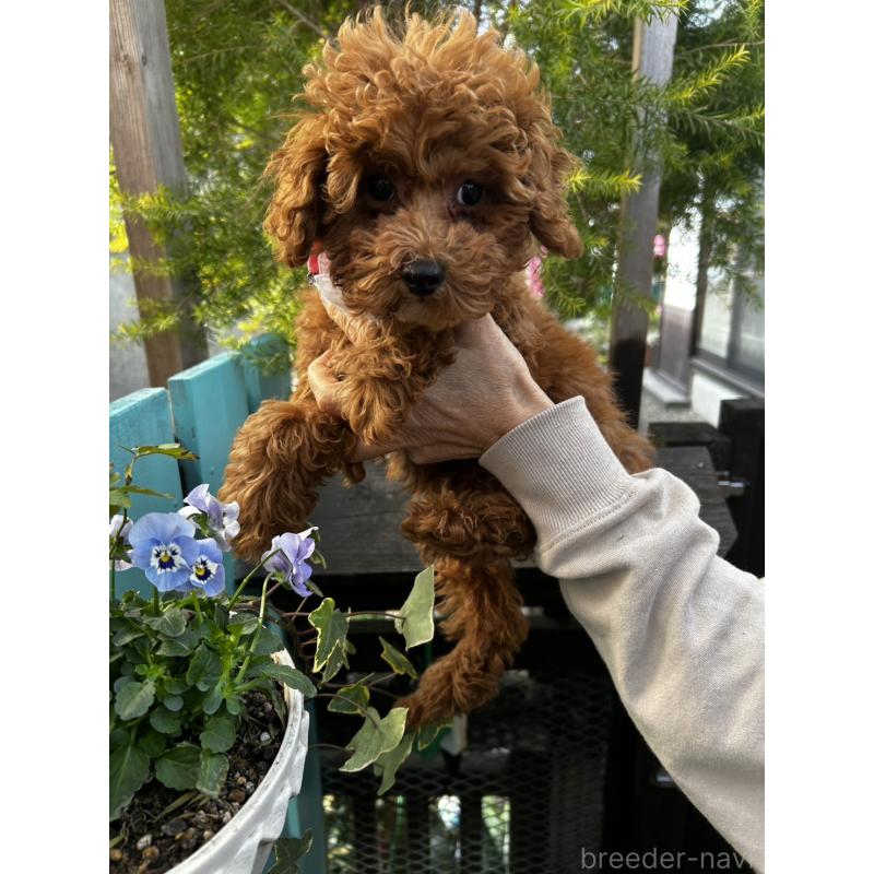 販売中の鹿児島県のトイプードル-437619の7枚目