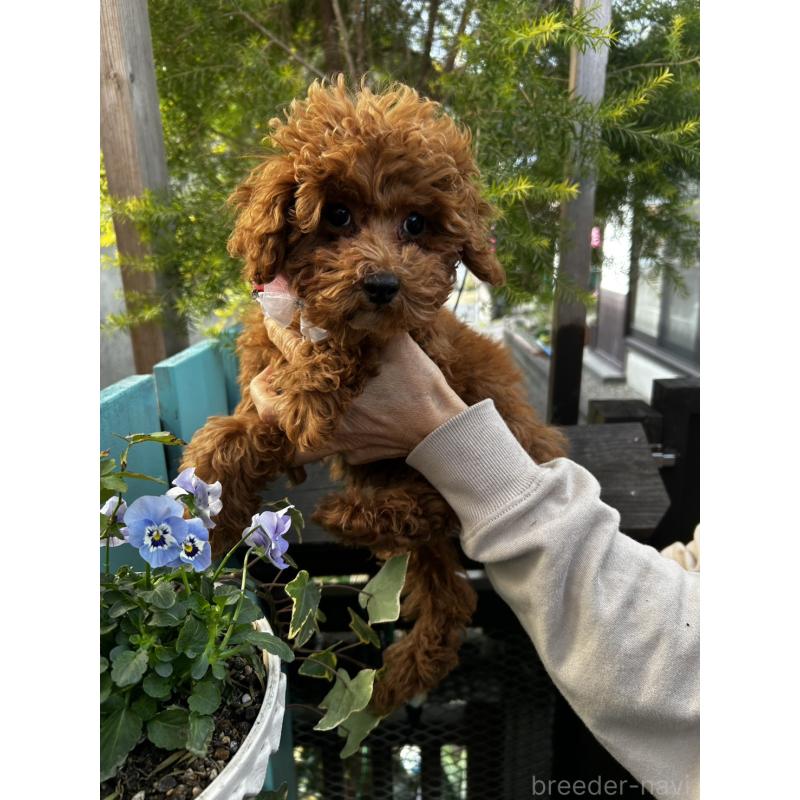 販売中の鹿児島県のトイプードル-437619の6枚目