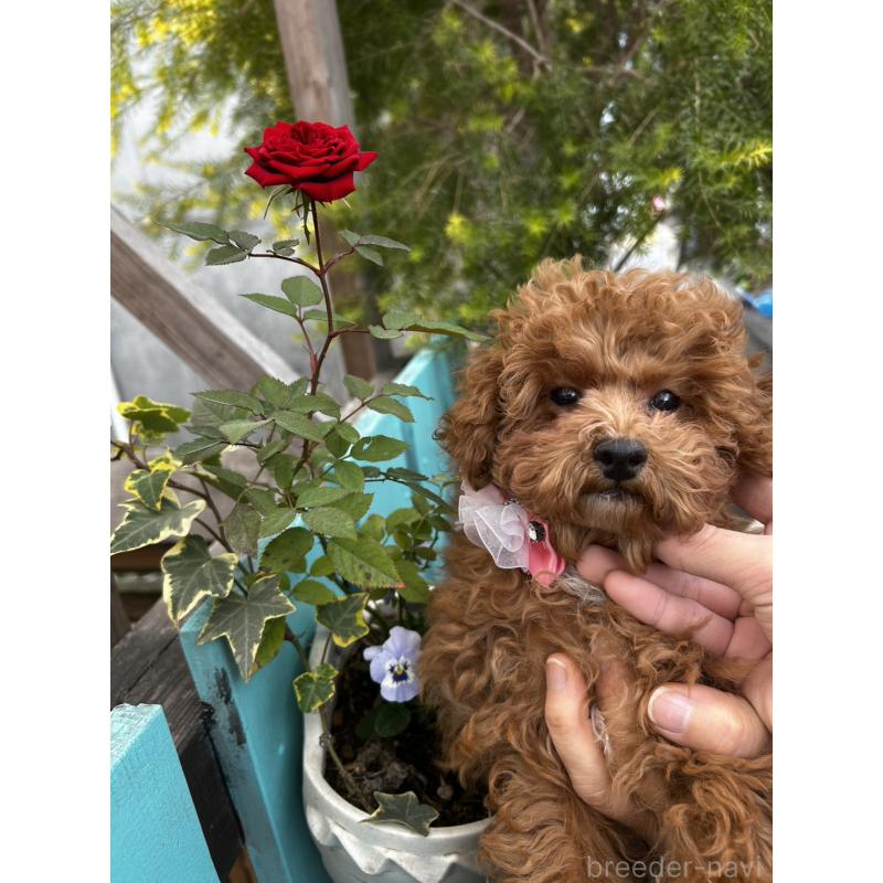 販売中の鹿児島県のトイプードル-437619の5枚目