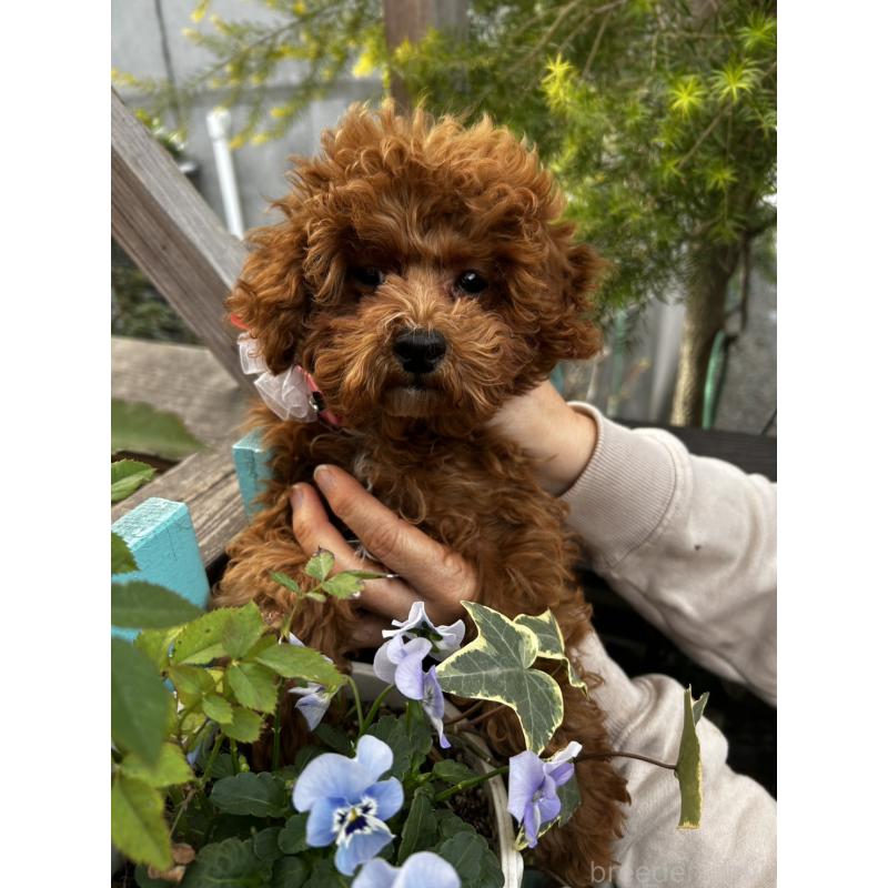 販売中の鹿児島県のトイプードル-437619の4枚目