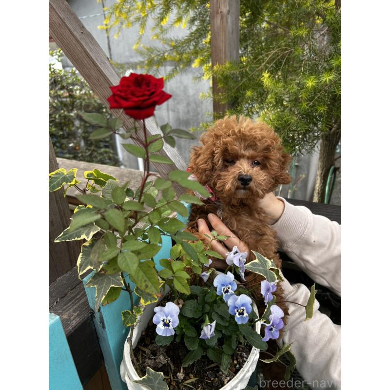 販売中の鹿児島県のトイプードル-437619の2枚目