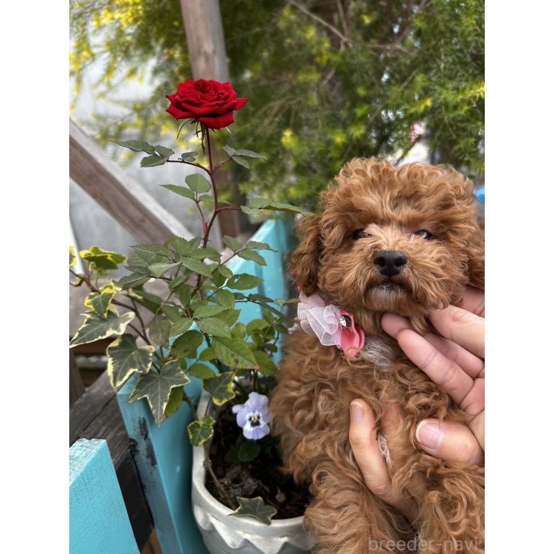 販売中の鹿児島県のトイプードル-437619の3枚目