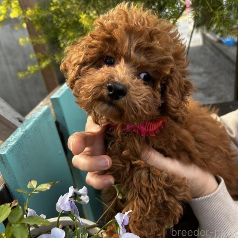 販売中の鹿児島県のトイプードル-437619