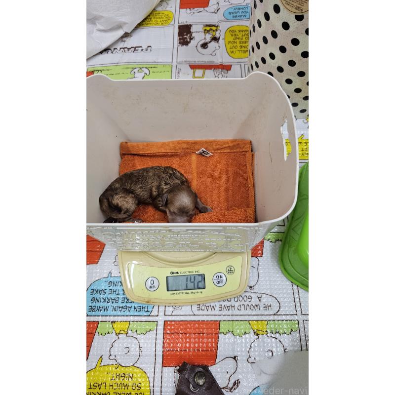 販売中の大阪府のタイニープードル-437623の6枚目