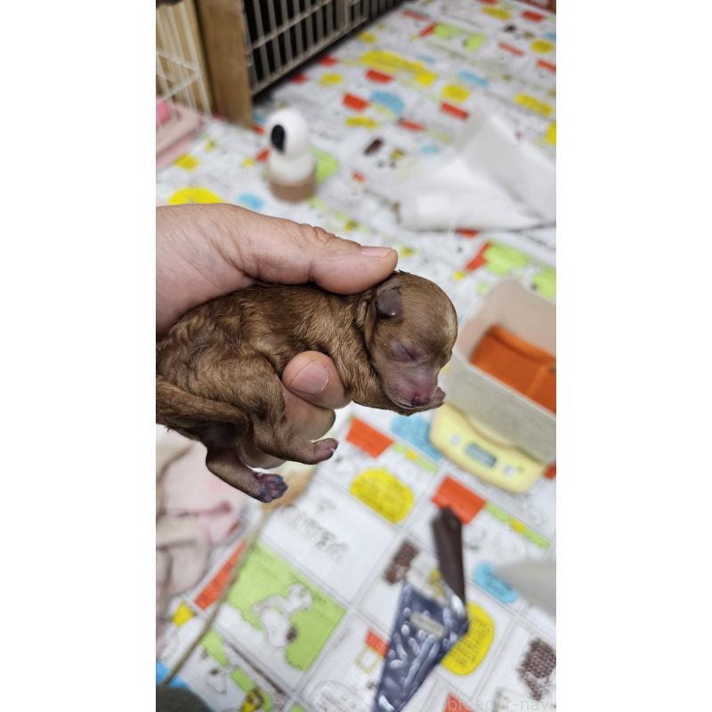 販売中の大阪府のタイニープードル-437623の5枚目