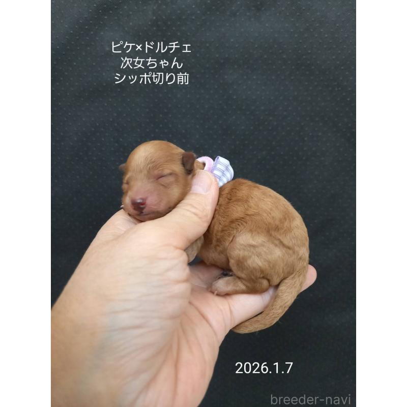 販売中の大阪府のタイニープードル-437623の3枚目