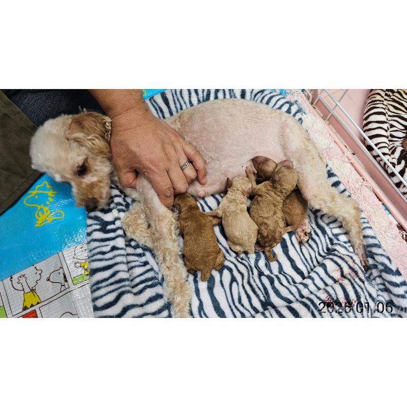 販売中の大阪府のタイニープードル-437623の2枚目