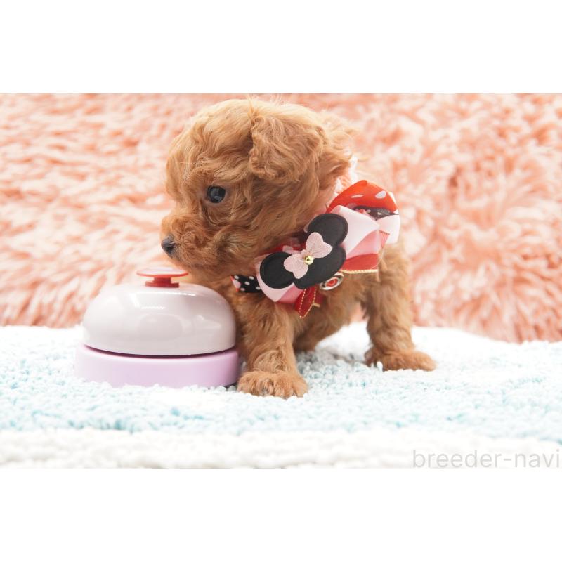 販売中の東京都のティーカッププードル-437625の9枚目