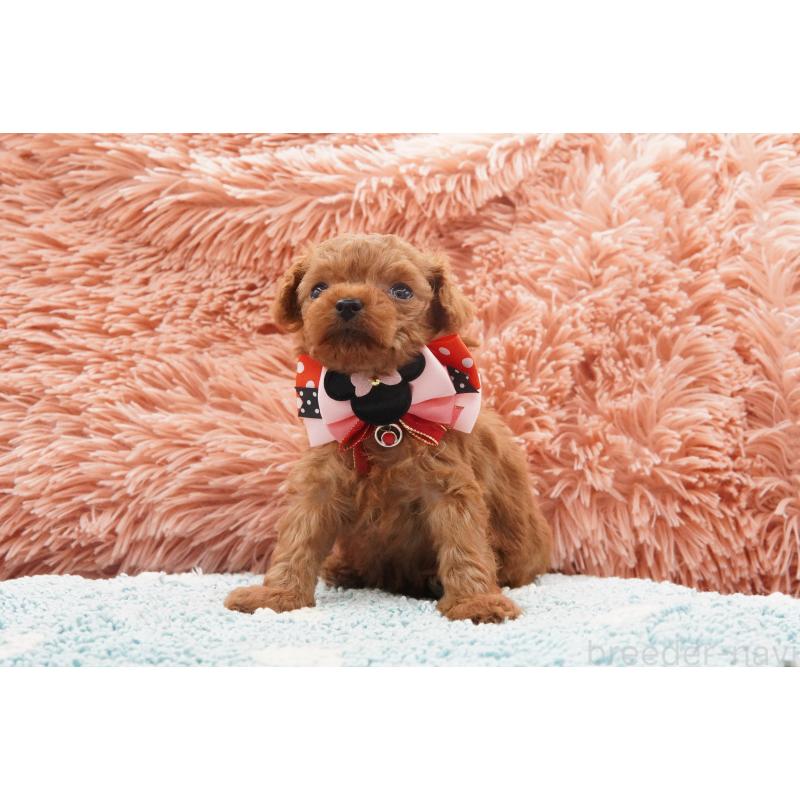 販売中の東京都のティーカッププードル-437625の7枚目