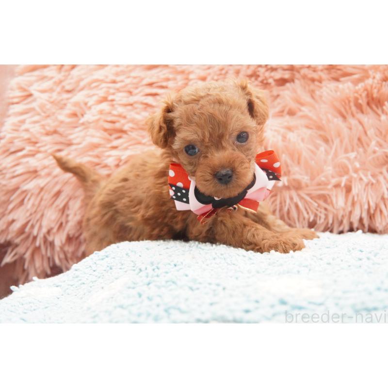 販売中の東京都のティーカッププードル-437625の6枚目