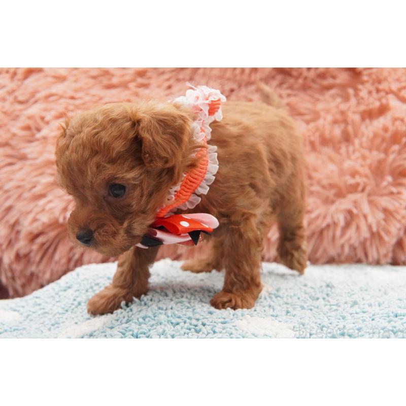 販売中の東京都のティーカッププードル-437625の4枚目