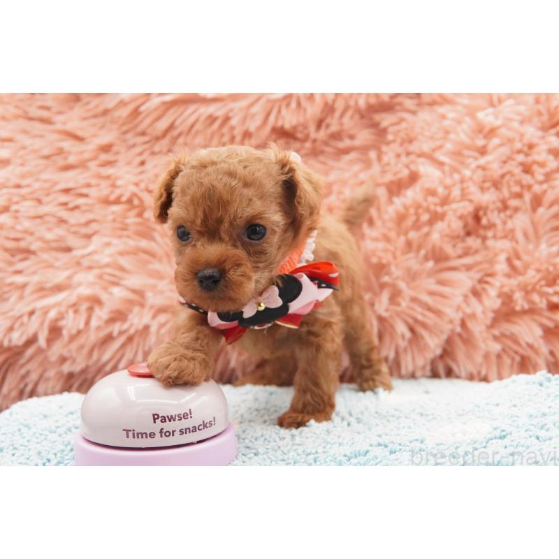 販売中の東京都のティーカッププードル-437625の3枚目