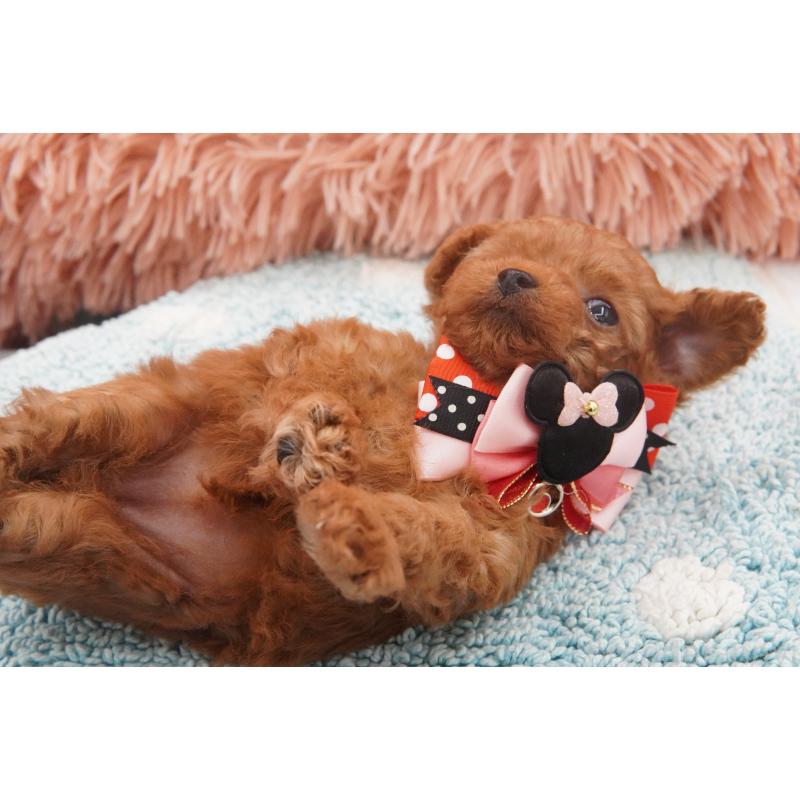 販売中の東京都のティーカッププードル-437625の2枚目