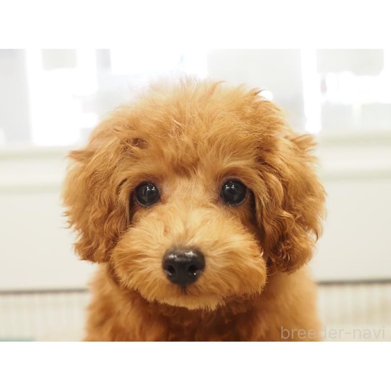 成約済の愛知県のタイニープードル-429326の7枚目