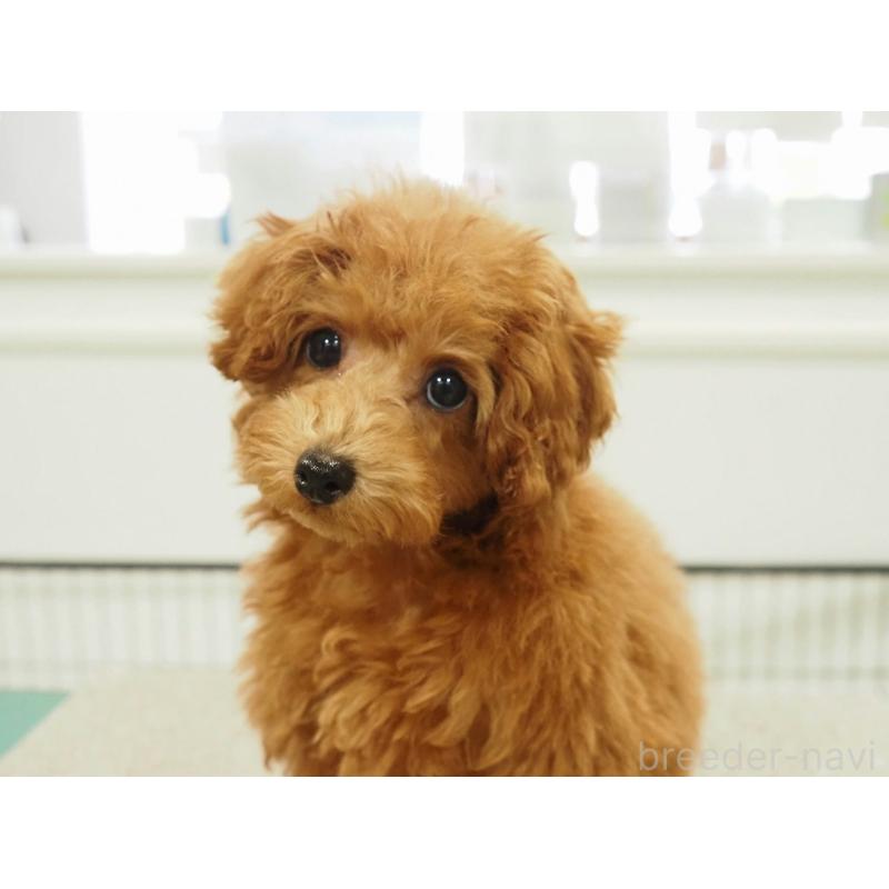 成約済の愛知県のタイニープードル-429326の5枚目