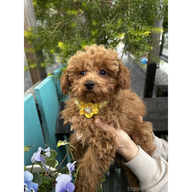 販売中の鹿児島県のトイプードル-437624の5枚目