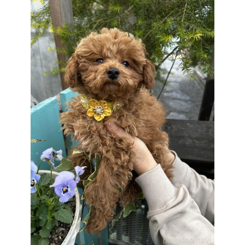 販売中の鹿児島県のトイプードル-437624の3枚目