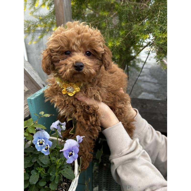 販売中の鹿児島県のトイプードル-437624の4枚目