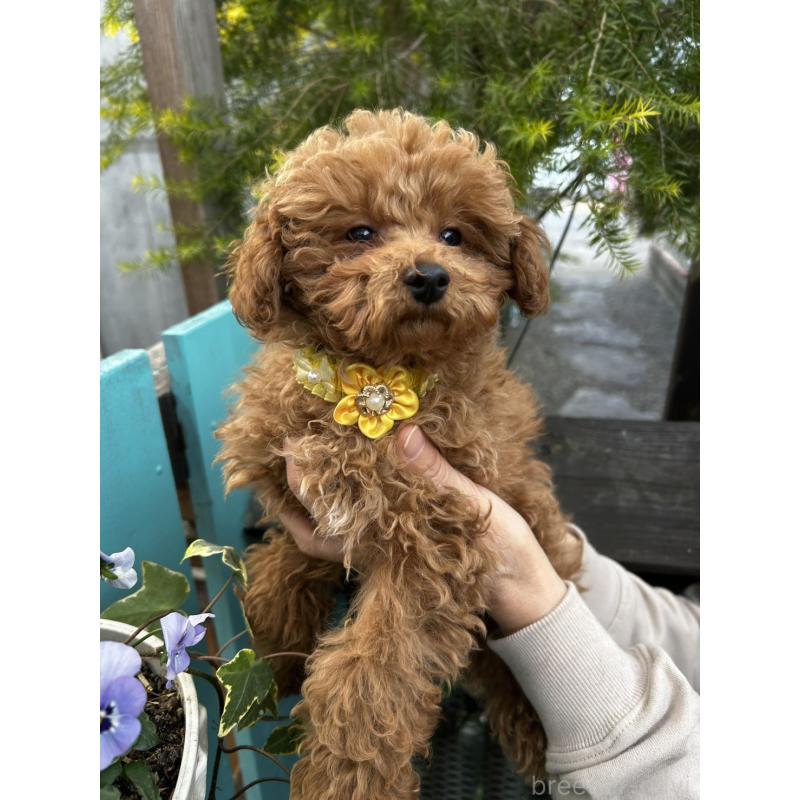 販売中の鹿児島県のトイプードル-437624の2枚目